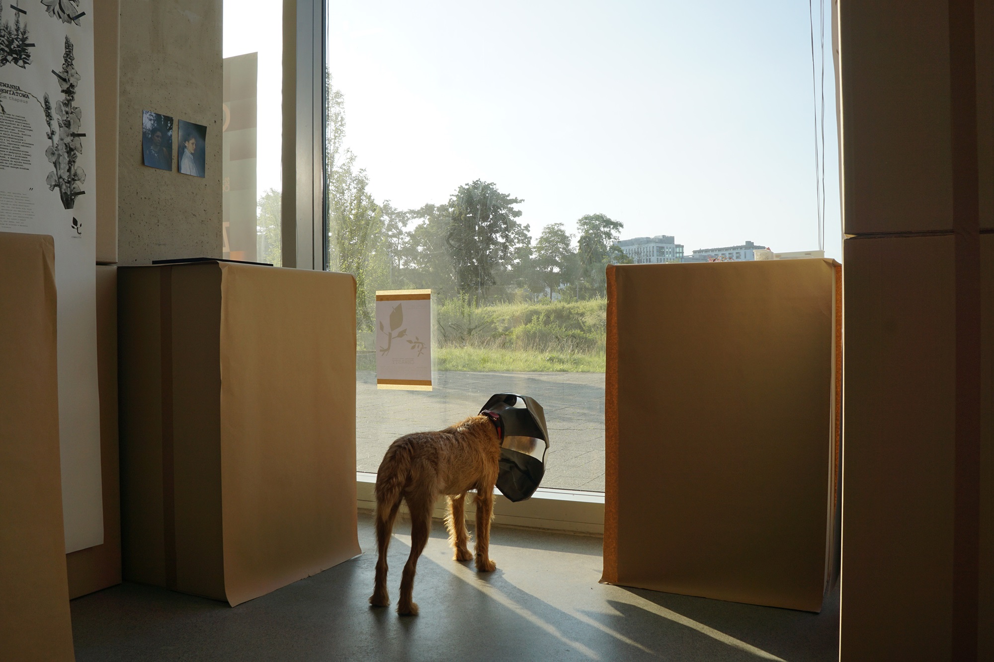 Interior of the exhibition “Synanthropic plants. What do weeds teach us?” | Photo School of Form